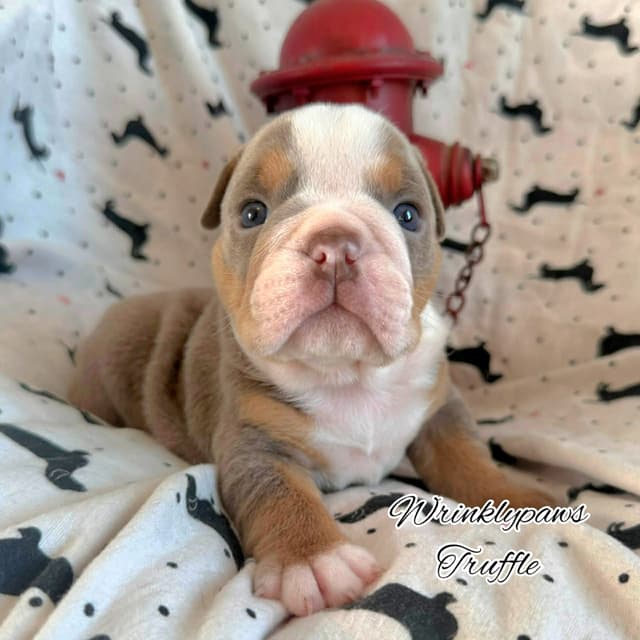 Bulldog Puppies media 19