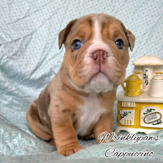 Bulldog Puppies media 11