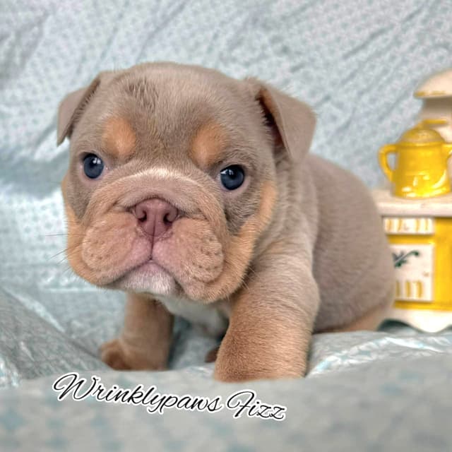 Bulldog Puppies media 12