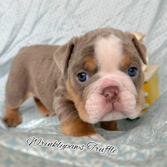 Bulldog Puppies media 14