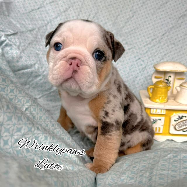 Bulldog Puppies media 13