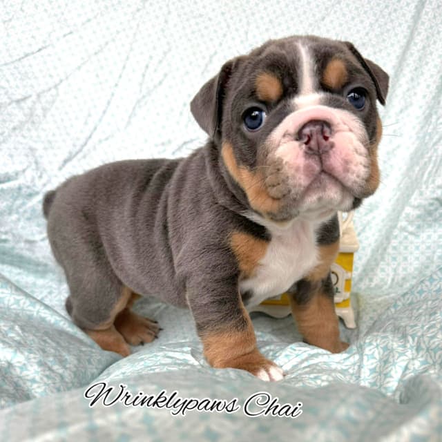Bulldog Puppies media 10