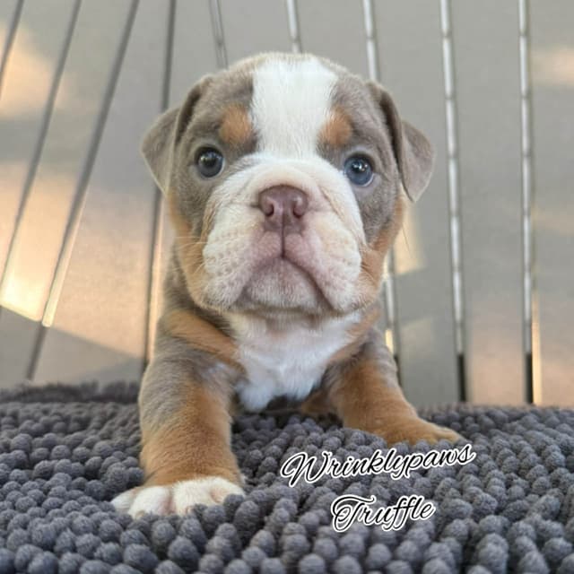 Bulldog Puppies media 8
