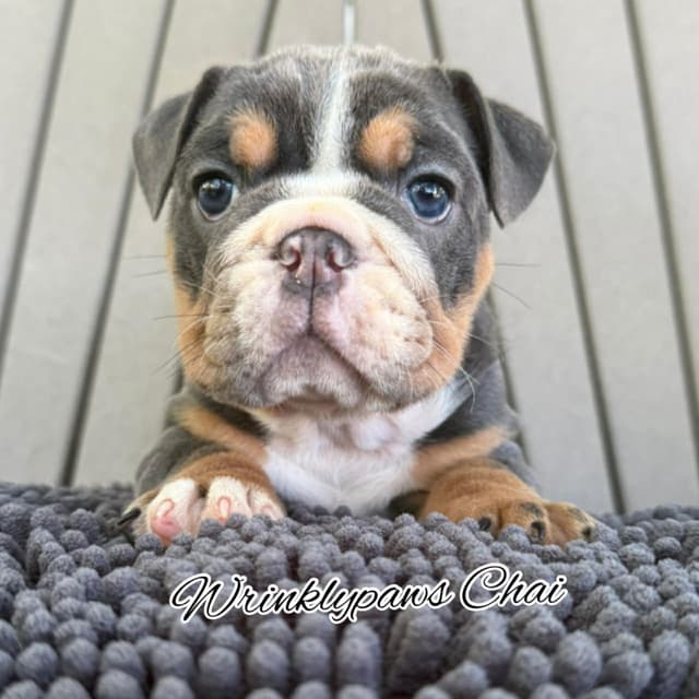 Bulldog Puppies media 6