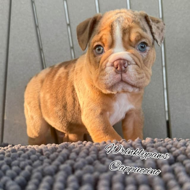 Bulldog Puppies media 7