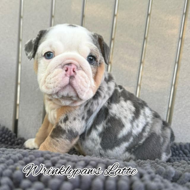 Bulldog Puppies media 9