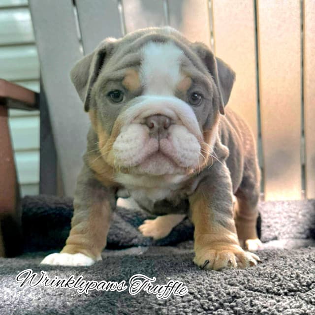 Bulldog Puppies media 4