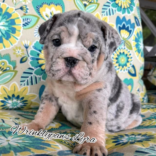 Bulldog Puppies media 2