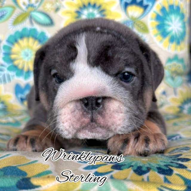 Bulldog Puppies media 3
