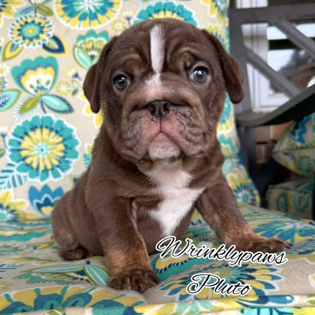 Bulldog Puppies media 4