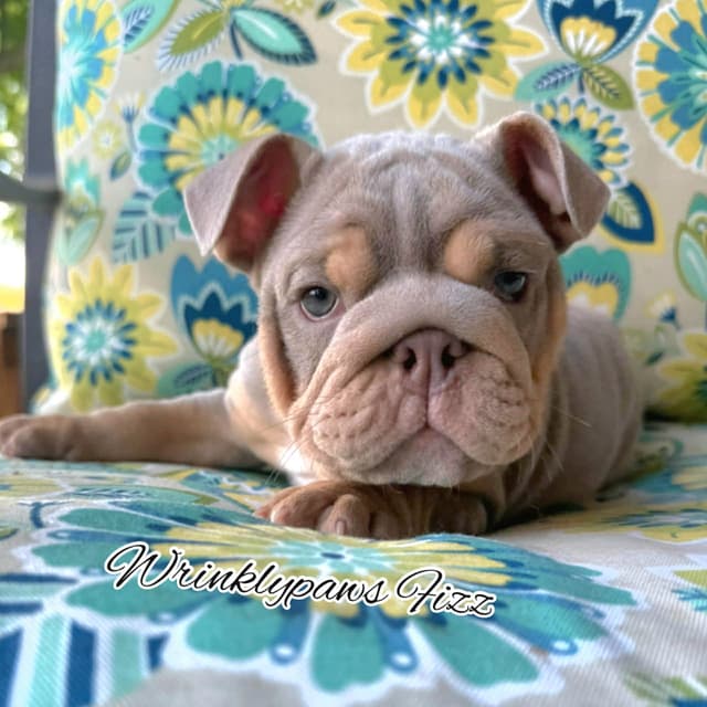 Bulldog Puppies media 2