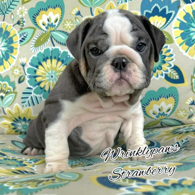 Bulldog Puppies media 3