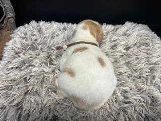 Brittany Puppies media 9
