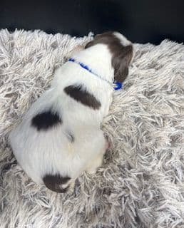 Brittany Puppies media 15