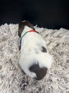 Brittany Puppies media 11