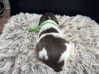 Brittany Puppies media 16