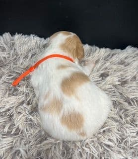 Brittany Puppies media 14