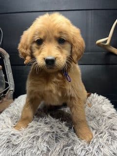 Golden Retriever Puppies media 2