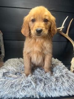 Golden Retriever Puppies media 3
