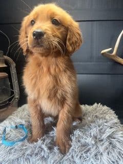 Golden Retriever Puppies media 4