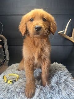 Golden Retriever Puppies media 5