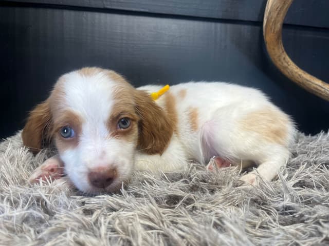 Brittany Puppies media 3