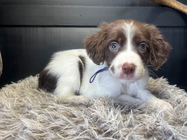 Brittany Puppies media 4