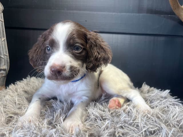 Brittany Puppies media 5