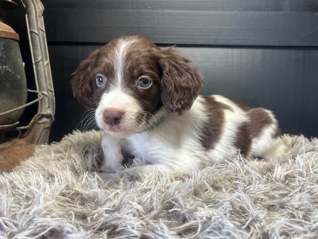 Brittany Puppies media 7