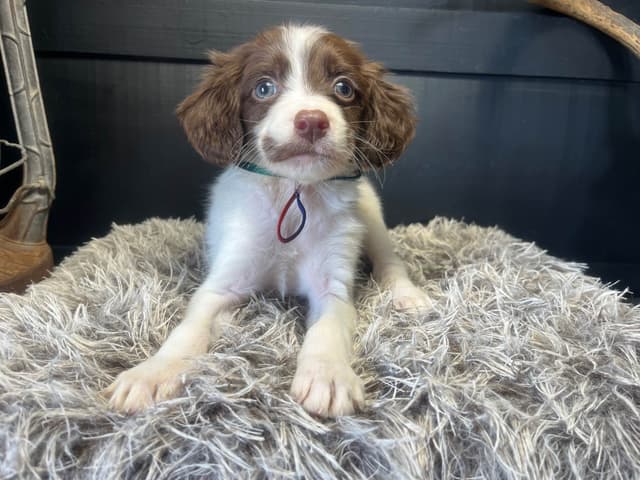 Brittany Puppies media 8
