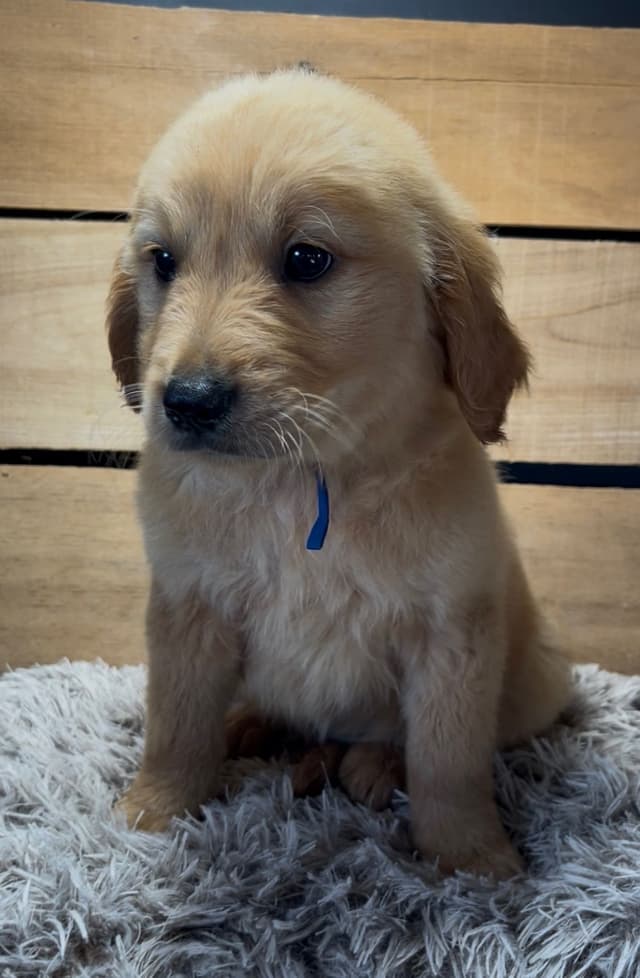 Golden Retriever Puppies media 3