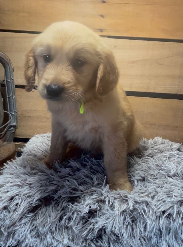 Golden Retriever Puppies media 4