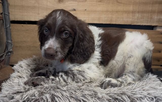 Brittany Puppies media 7