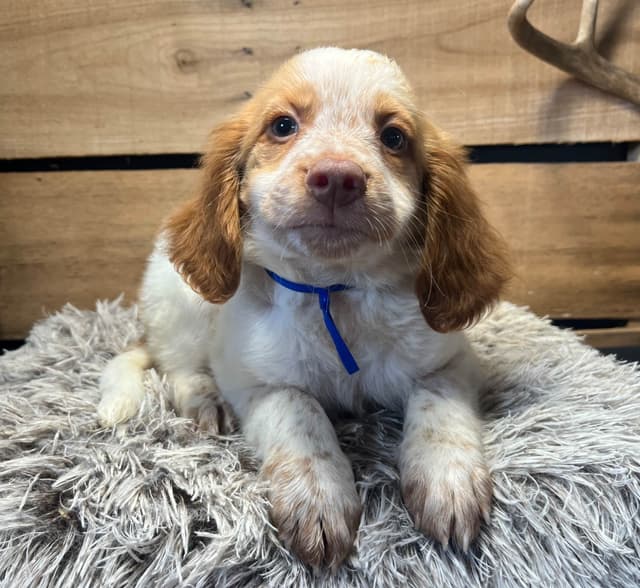 Brittany Puppies media 3