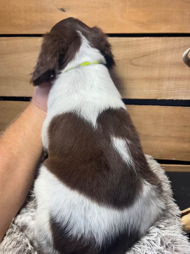 Brittany Puppies media 6