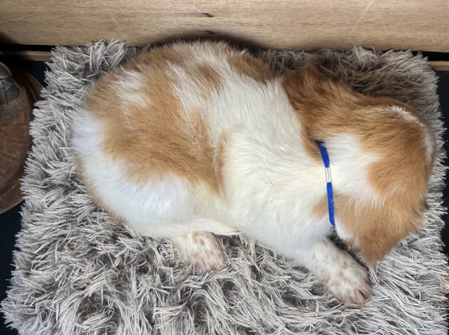 Brittany Puppies media 4