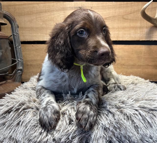 Brittany Puppies media 5