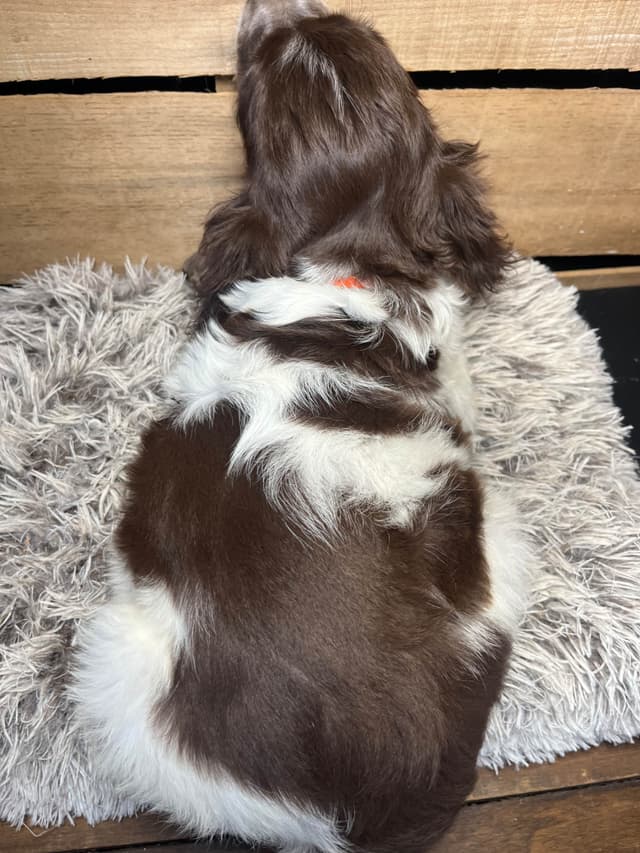Brittany Puppies media 8