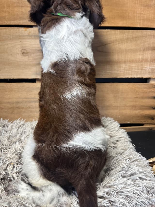 Brittany Puppies media 2
