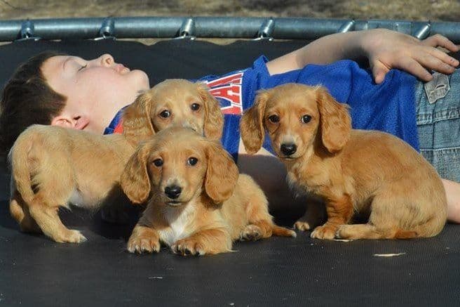 Weimaraner Puppies breeder image 1