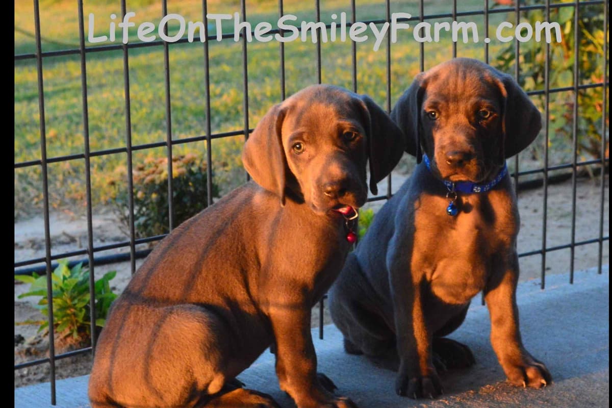 Weimaraner Puppies breeder image 2