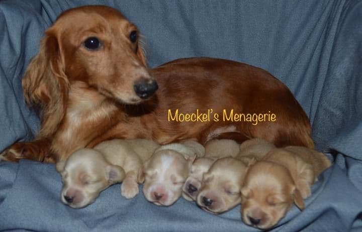 Weimaraner Puppies breeder image 3