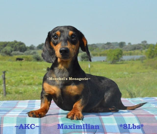 Weimaraner Puppies breeder image 4