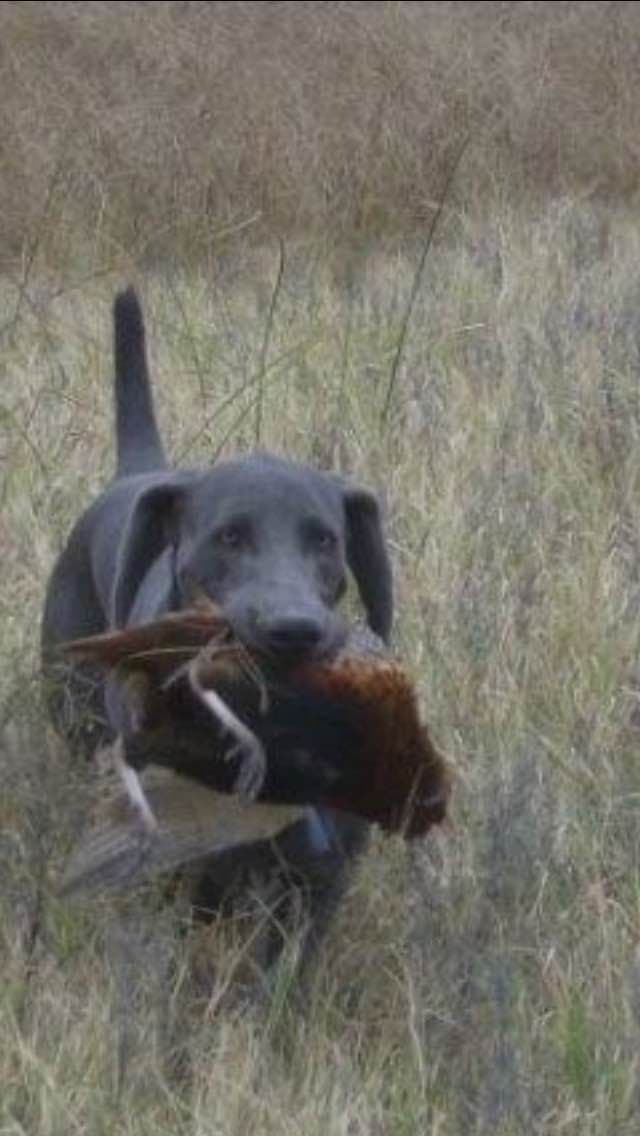 Weimaraner Puppies breeder image 6