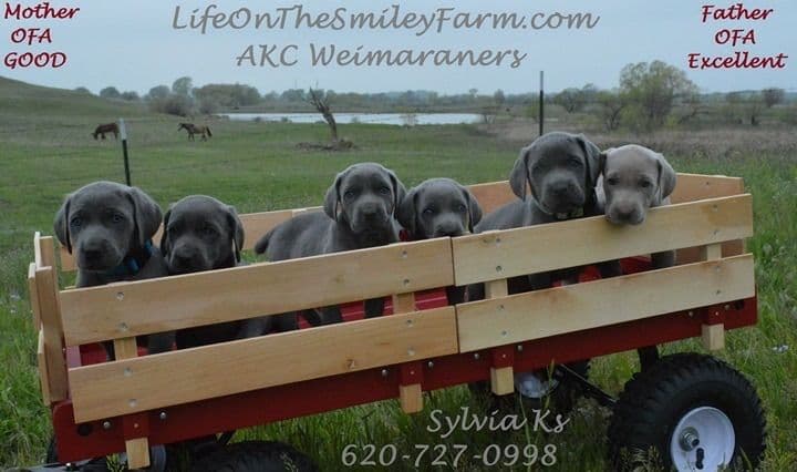 Weimaraner Puppies breeder image 7