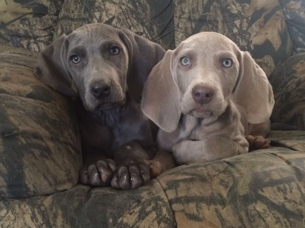 Weimaraner Puppies breeder image 8