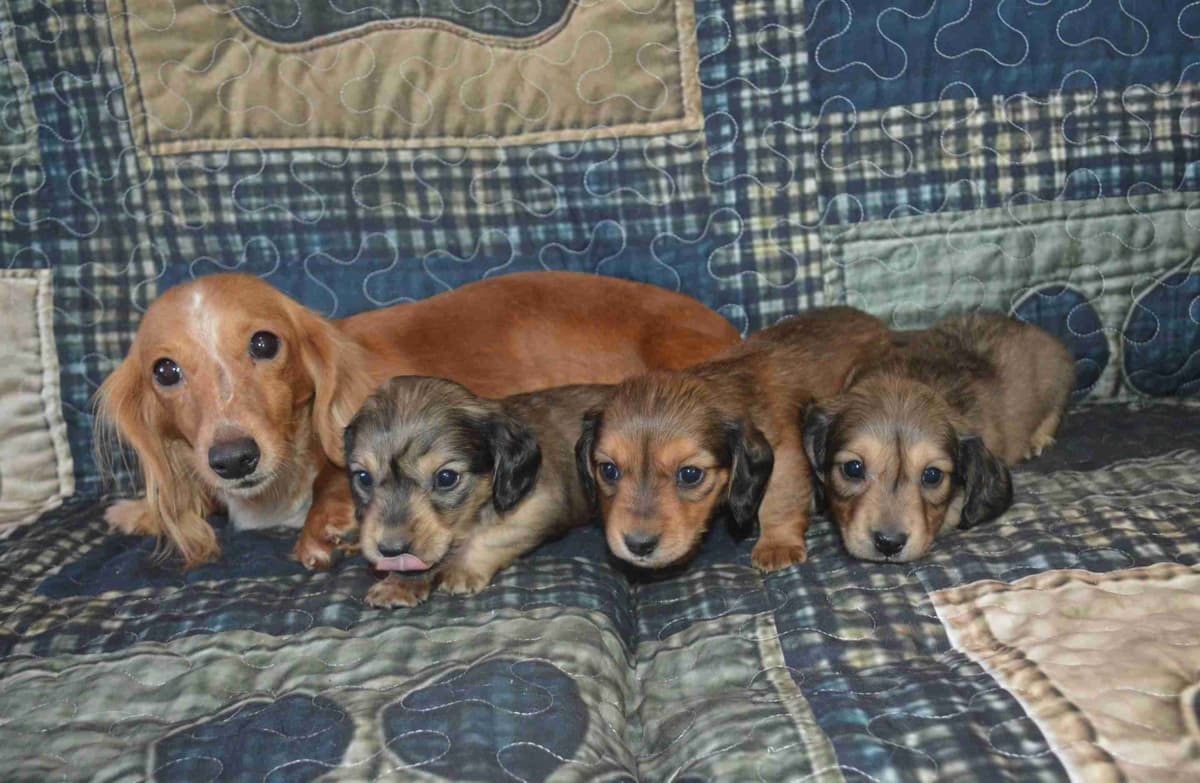 Weimaraner Puppies breeder image 9
