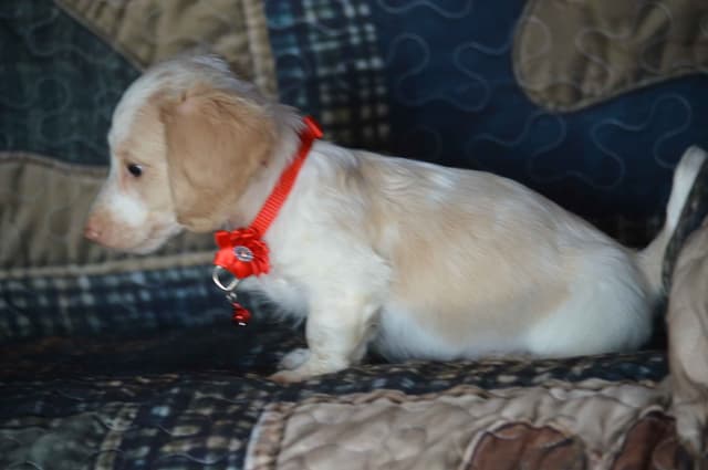 Dachshund Puppies media 2