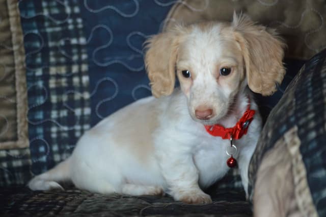 Dachshund Puppies media 3