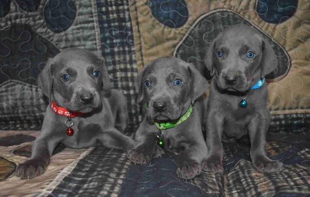 Weimaraner Puppies media 2